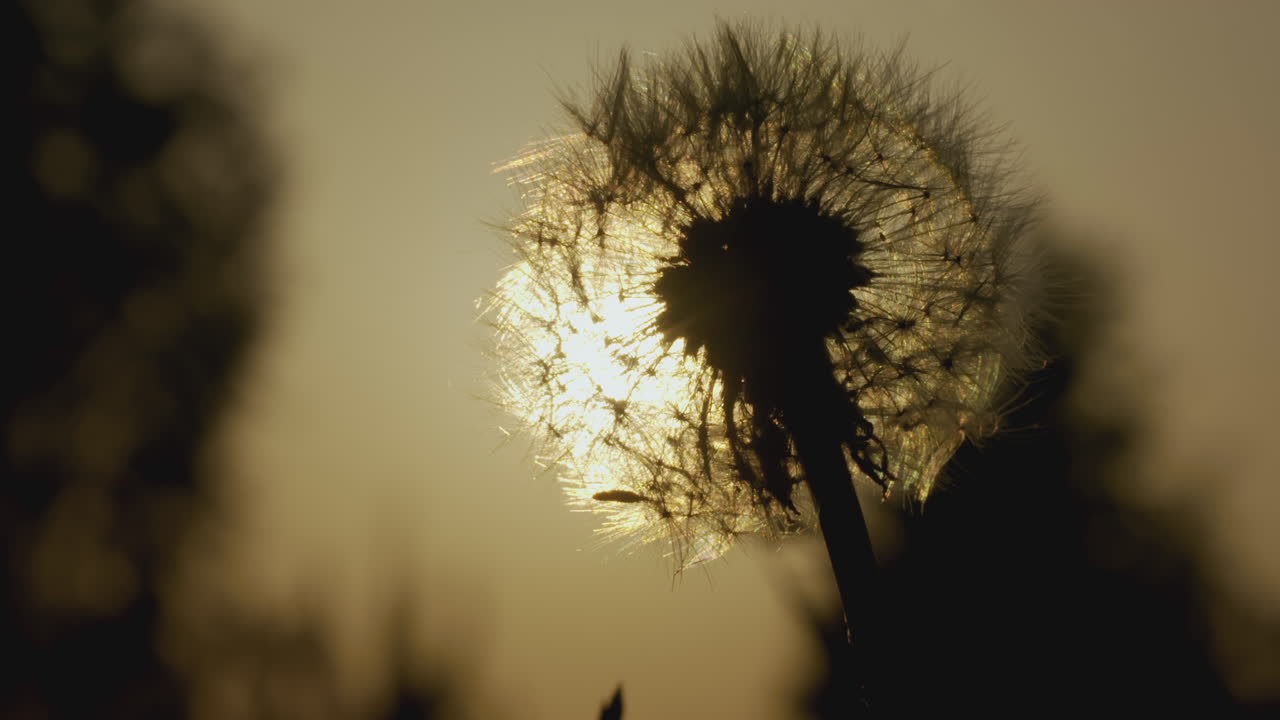 해가 지는 시점 에 사탕수수 씨