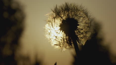 cabeza de semilla de diente de león al atardecer