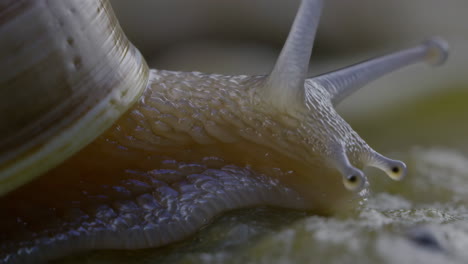 close-up of a snail moving slowly