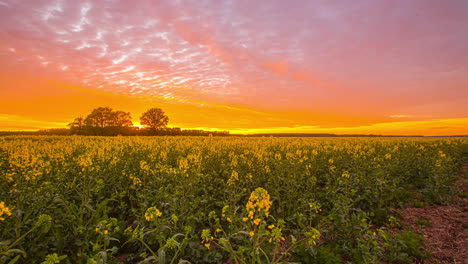 puesta de sol vibrante con cielo de color arco iris en un campo de primavera de flores amarillas