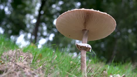 Macrolepiota-Procera,-Hongo-Sobre-Hierba-Verde-En-Otoño,-Con-árboles-En-El-Fondo