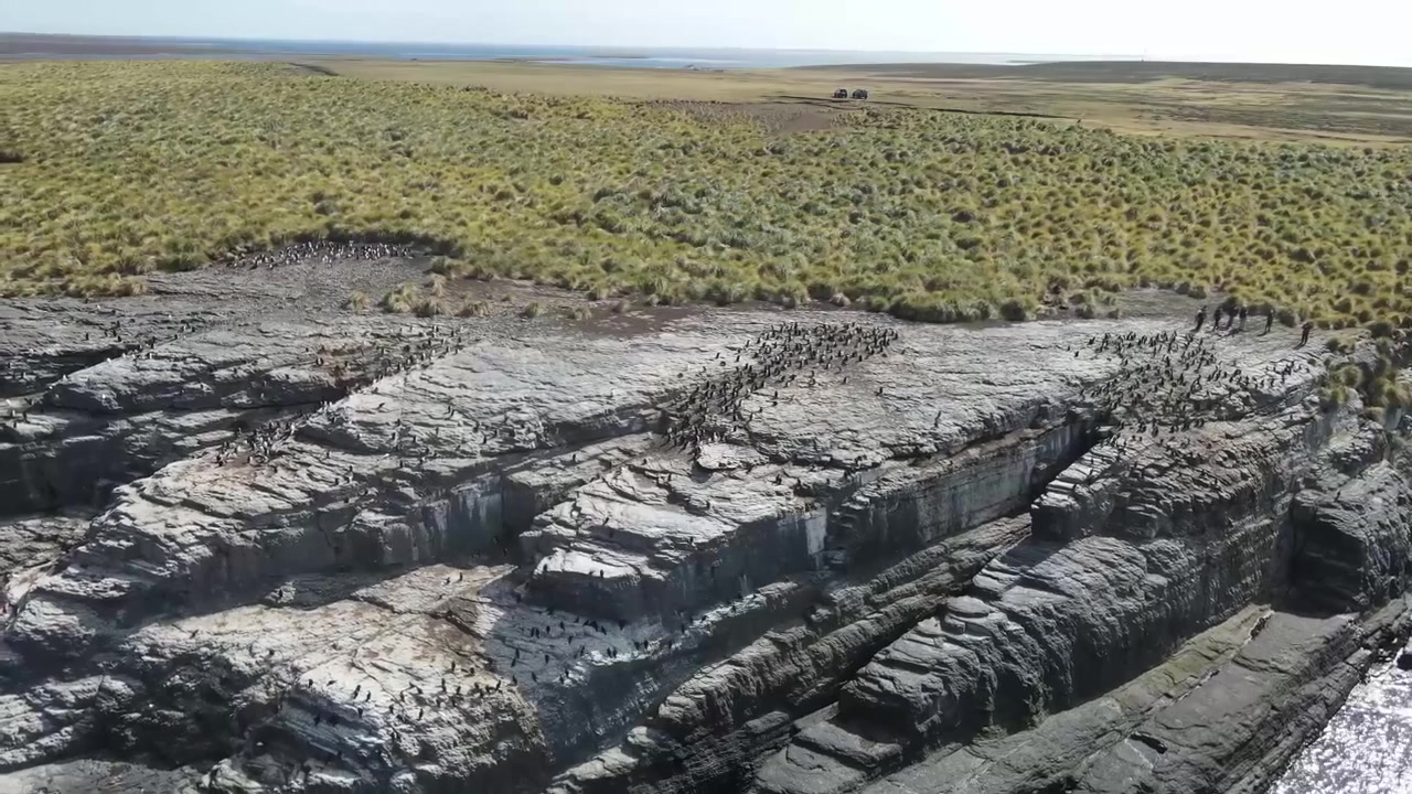 Grote groep keizerschollevaars die zich verzamelen en neerstrijken op een klifrand op de Falklandeilanden
