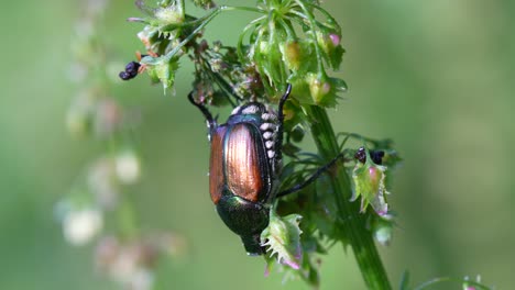 un coléoptère japonais sur une plante à fleurs à l'extérieur ensoleillé dans la nature