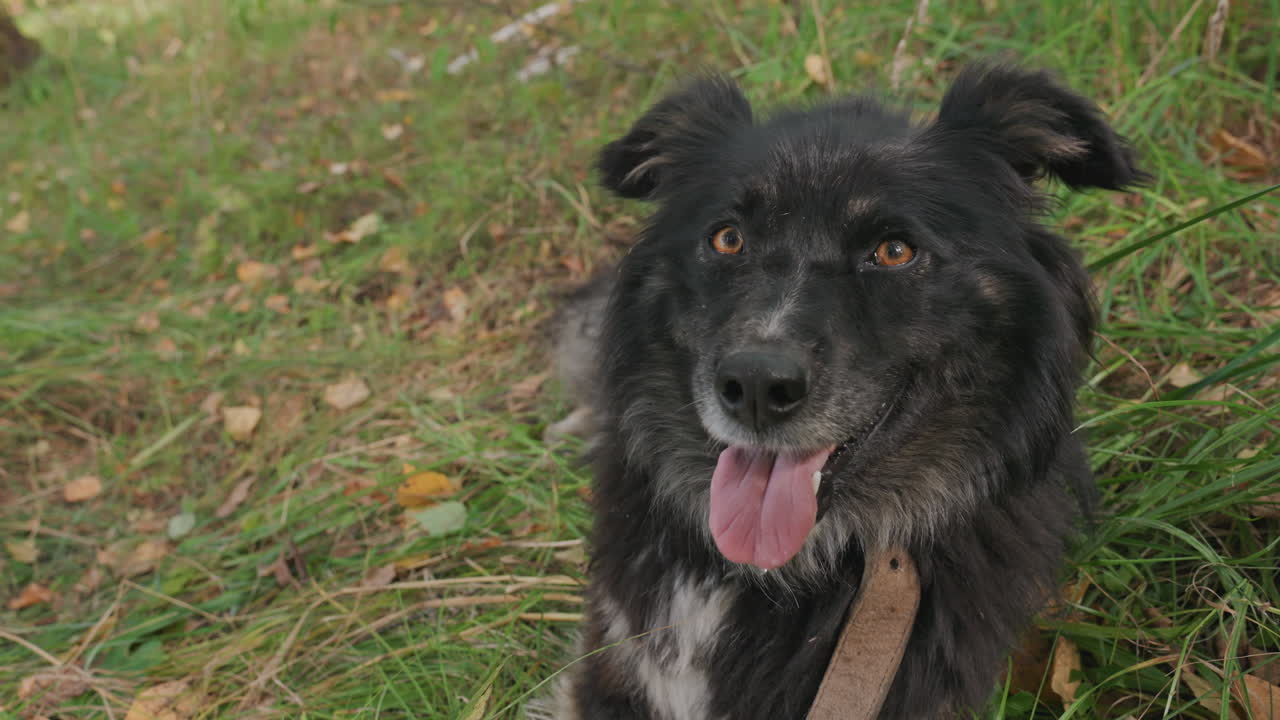 Ritratto di cane felice. Cane allegro con pelo strutturato nella natura. Ritratto vivace di un cane sorridente immerso in un ambiente naturale. Descrizione vivida di un cane gioioso con occhi ambrati e manto strutturato all'aperto.