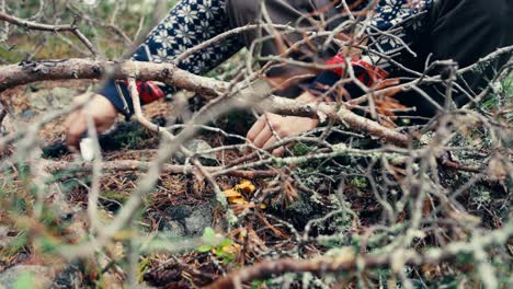 person harvesting chanterelle mushroom on forest ground. static