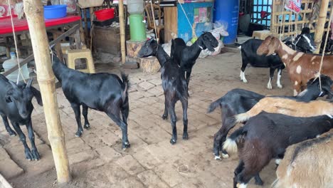 herd of young black bengal goats tied in farmyard