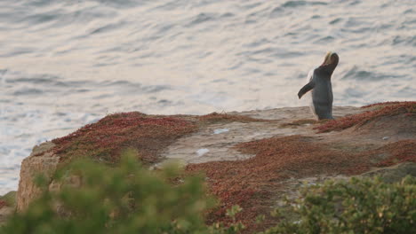 yellow-eyed penguin at katiki point cliff during sunrise in new zealand - wide
