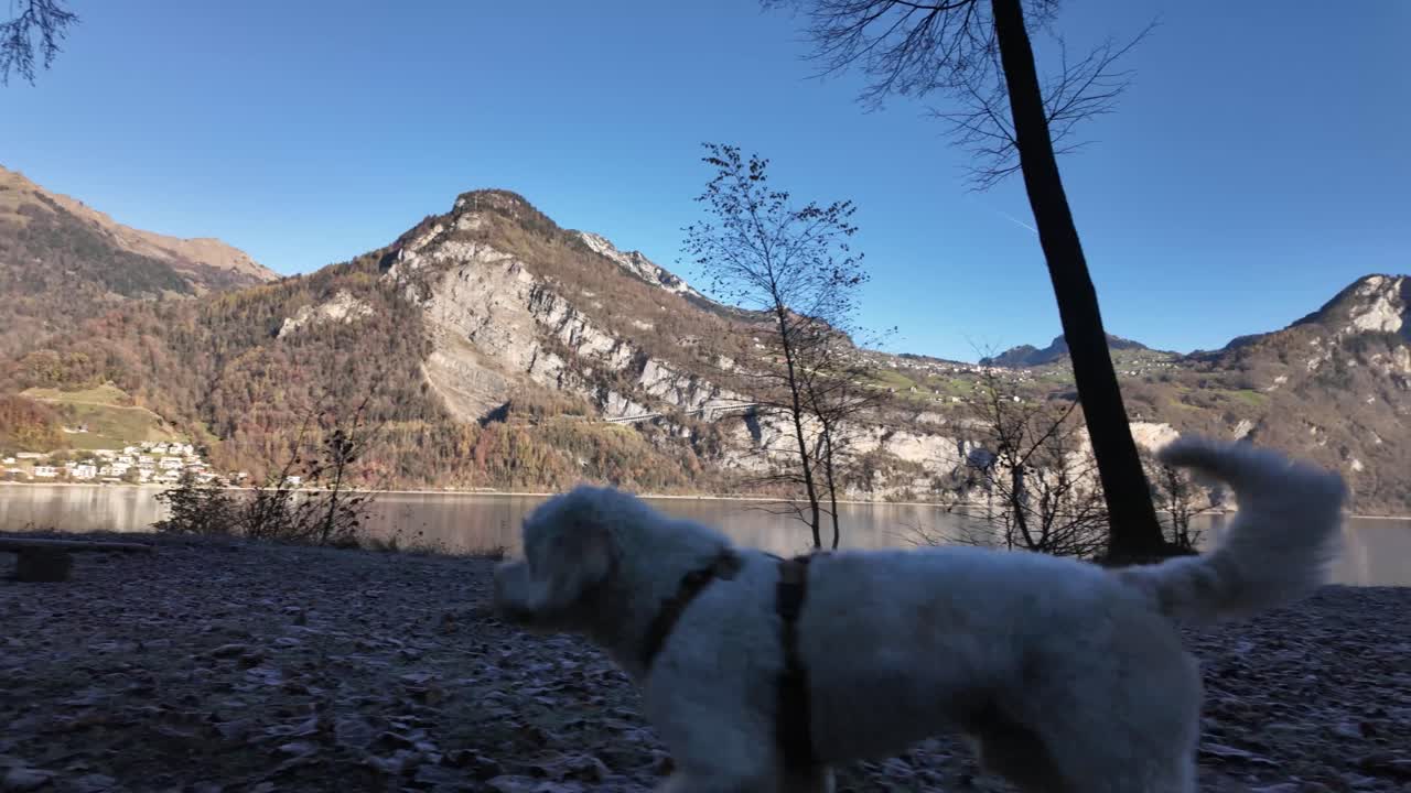 Labradoodle dog pet outdoors morning walk Walensee lake alpine Swiss Switzerland