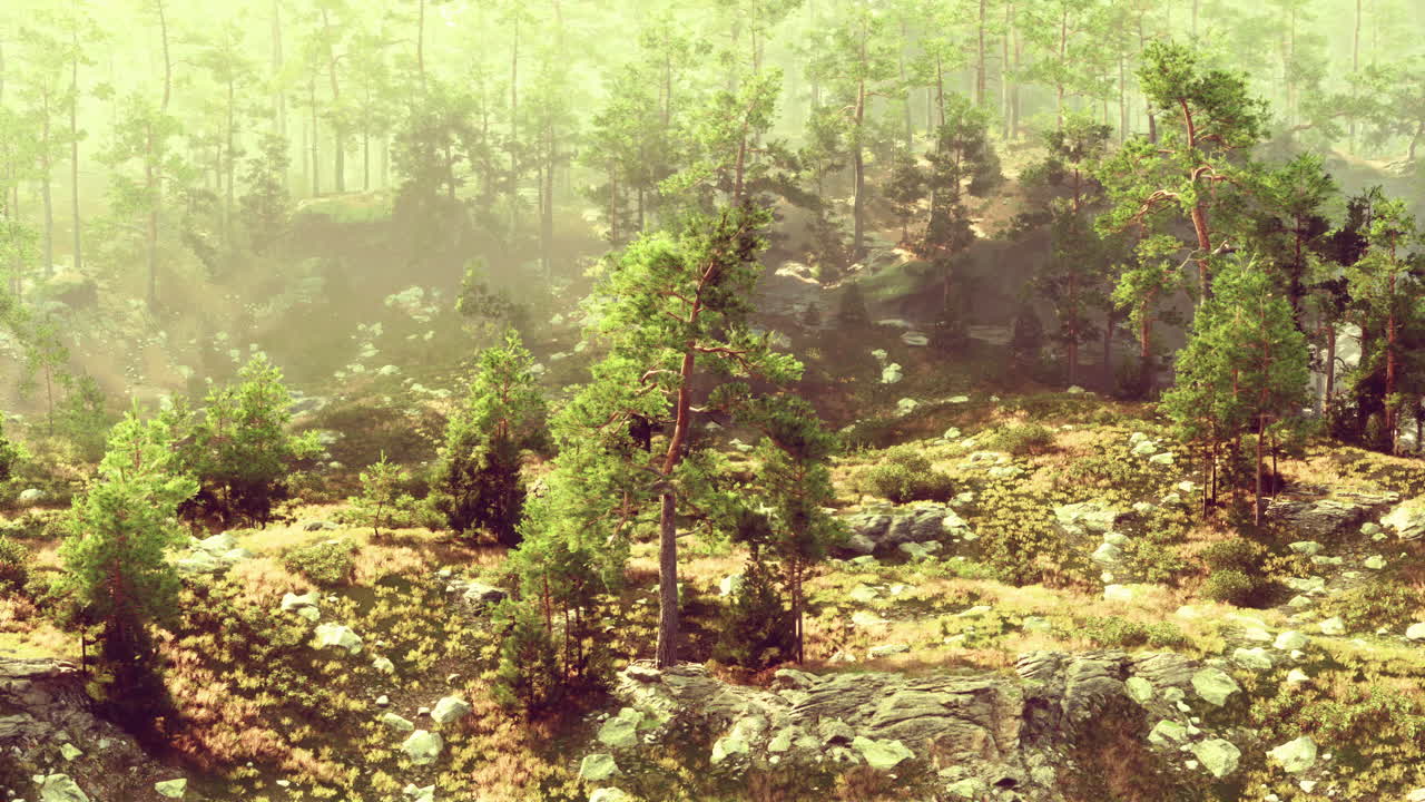 빛 에 싸인 안개 가 가득 한 소나무 숲