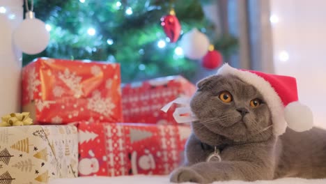 a funny gray fluffy cat rests against the background of a christmas tree and gifts a funny gray fluffy cat rests against the background of a christmas tree and gifts the cat in santas hat funny pets