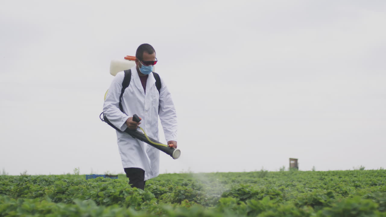 Farmer spraying pesticides on strawberry plants