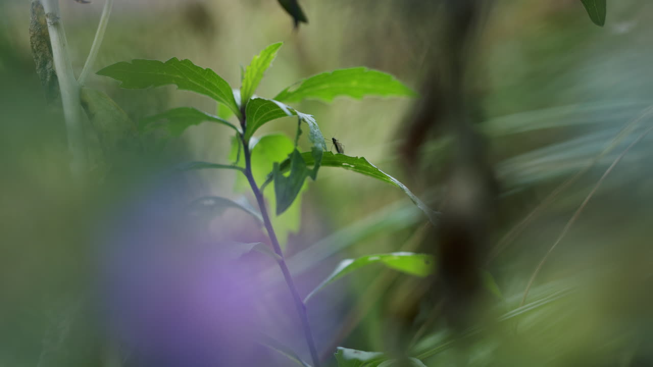 mirando a través del prado, cabeza de flor púrpura borrosa, planta de aster amellus de hojas verdes