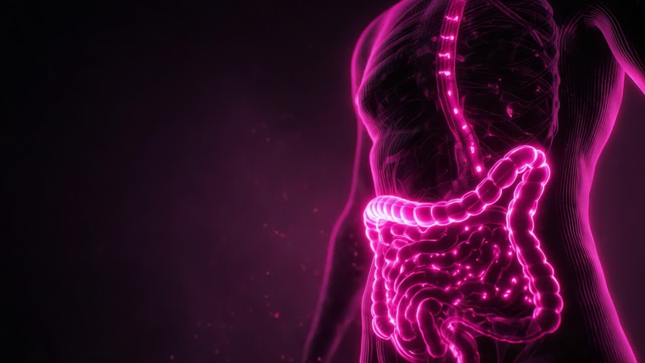 Visual Representation of the Human Digestive System Highlighting the Intestines and Esophagus with a Glowing, Dynamic Neon Appearance