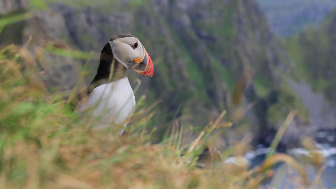 papagayo atlántico (fratercula arctica), en la roca de la isla de runde (noruega).