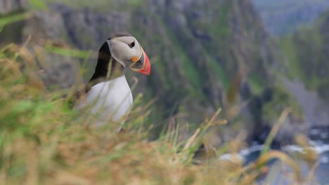 Atlantic-puffin-(Fratercula-arctica),-on-the-rock-on-the-island-of-Runde-(Norway).