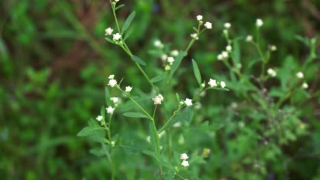el partenium es una planta venenosa con una variedad de enfermedades que crecen a partir de moléculas de flores