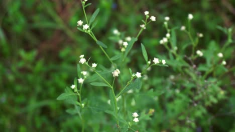 parthenium is a poisonous plant with a variety of diseases that grow from flower molecules