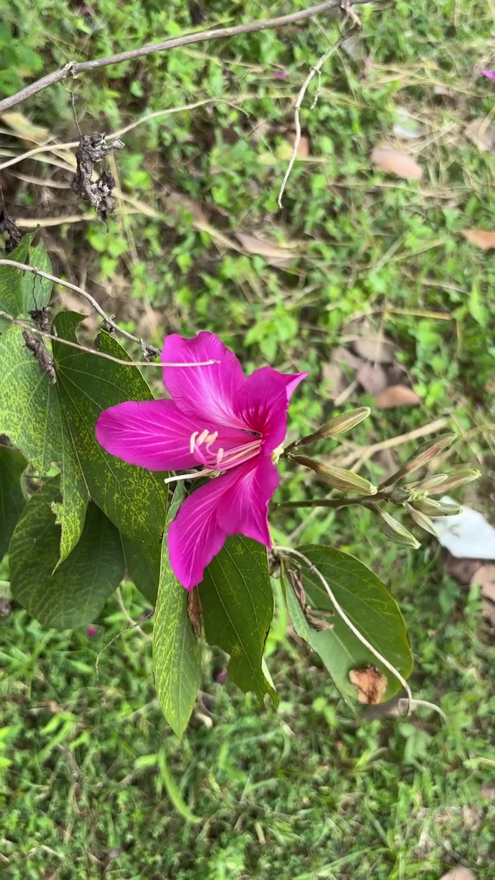 Fiore di Bauhinia rosa vivace che sboccia in un giardino
