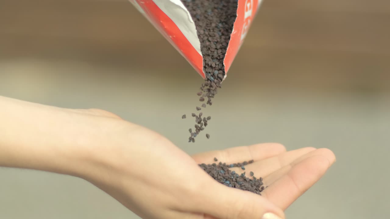 куча грецких семян на ладони женских рук. семена грецкой пшеницы вливаются в руки агронома