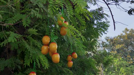 Steady-shot-of-fake-plastic-mangoes-on-tree-for-mango-season-marketing