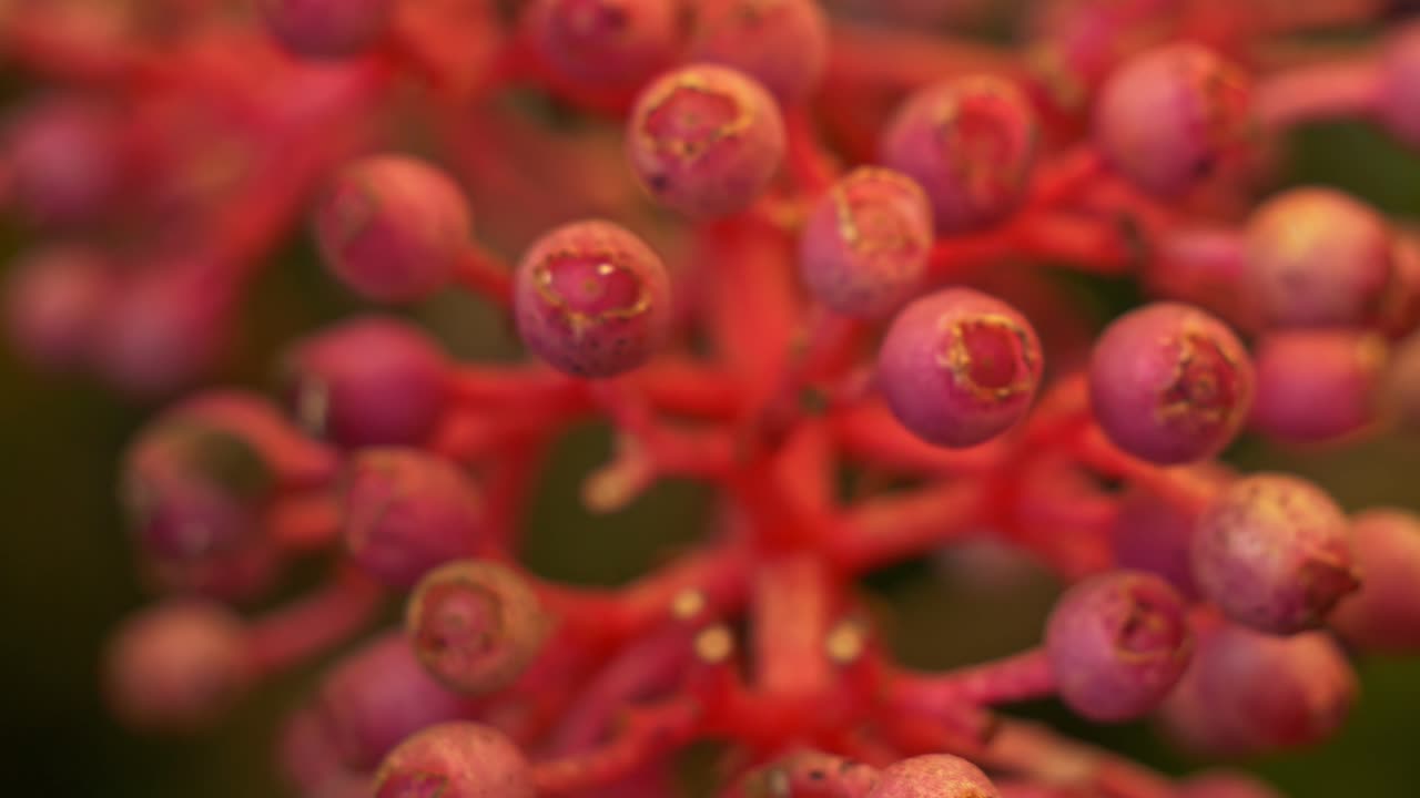 Bacche di Daintree Medinilla - Pianta rampicante nel Queensland, Australia. Primo piano