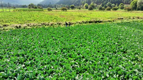 imágenes remotas de un avión no tripulado de una zona llena de vegetación