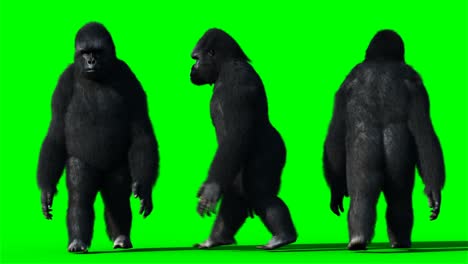 el gorila gracioso, el pelaje realista, la animación en pantalla verde.