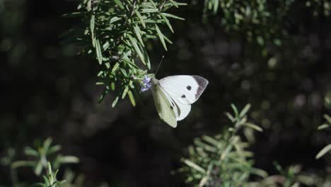 Hermosa-Mariposa-Blanca-En-Las-Hojas