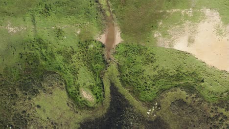 breathtaking green swamp near pester, serbia