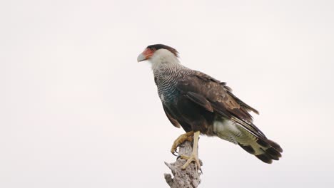 wildlife profile close up shot of a southern crested caracara, caracara plancus standing on top of the dead tree against white background on a windy day, scavenging for potential preys in the wild