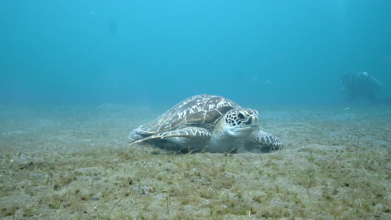 바다 거북이 가 바다 풀 을 먹고 있으며, 배경 에 스쿠버 다이버 가 있다