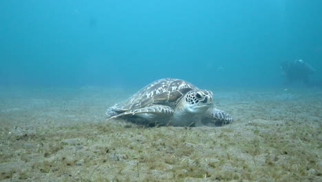 Marine-turtle-feeding-on-sea-grass,-scuba-diver-in-the-background