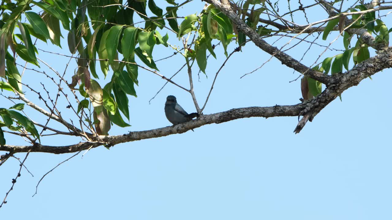 encaramado en una rama en el medio del cuadro, mientras la cámara se aleja, el capturador de moscas verditer, eumyias thalassinus, tailandia