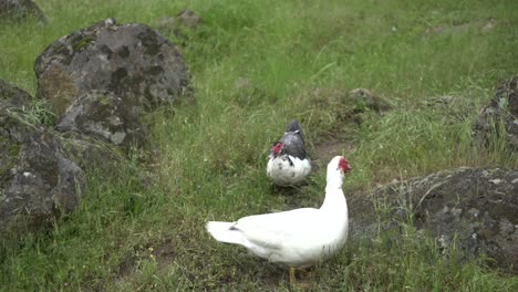 goose in nature wagging tail from happiness