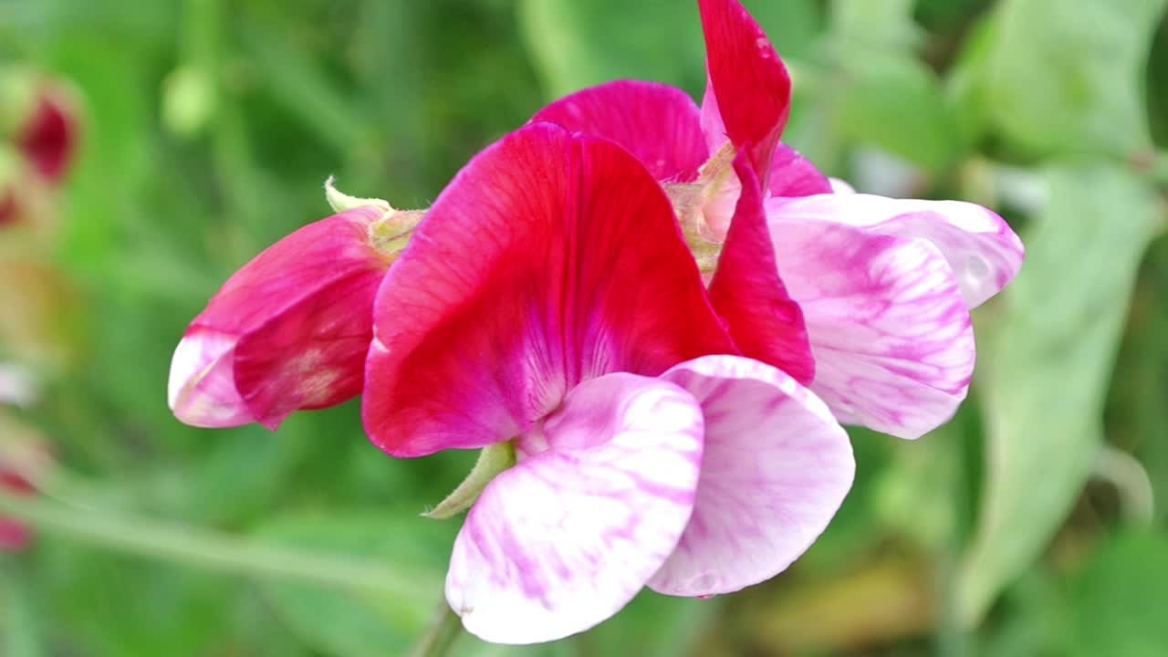 lathyrus odoratus 작은 빨간 승마 후드 빨간색과 흰색 달콤한 완두콩 영국 정원에 설정