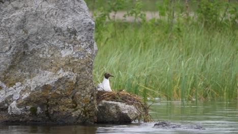 Eine-Einsame-Möwe,-Die-In-4k-Auf-Ihr-Nest-Legt