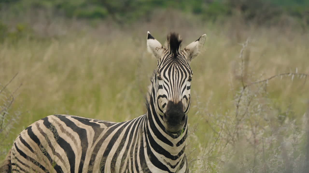 In the tall grasses of the African savannah, a zebra forages peacefully, its striking black-and-white stripes blending seamlessly into the lush landscape.