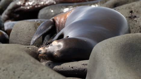 Ein-Galápagos-Seelöwe-Ruht-Auf-Einem-Felsstrand,-Während-Er-Seine-Flossen-In-Der-Sonne-Bewegt,-Auf-Der-Insel-North-Seymour,-In-Der-Nähe-Von-Santa-Cruz-Auf-Den-Galápagos-Inseln,-Ecuador