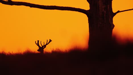 Red-deer-stag-head-with-antlers-abstract-silhouette-against-vivid-sunset-sky