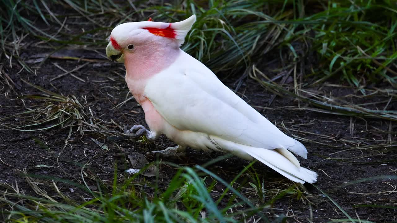멜버른 동물원 에서 땅 위 를 고 있는 분홍색 카카투