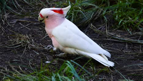 la cacatúa rosa caminando por el suelo en el zoológico de melbourne