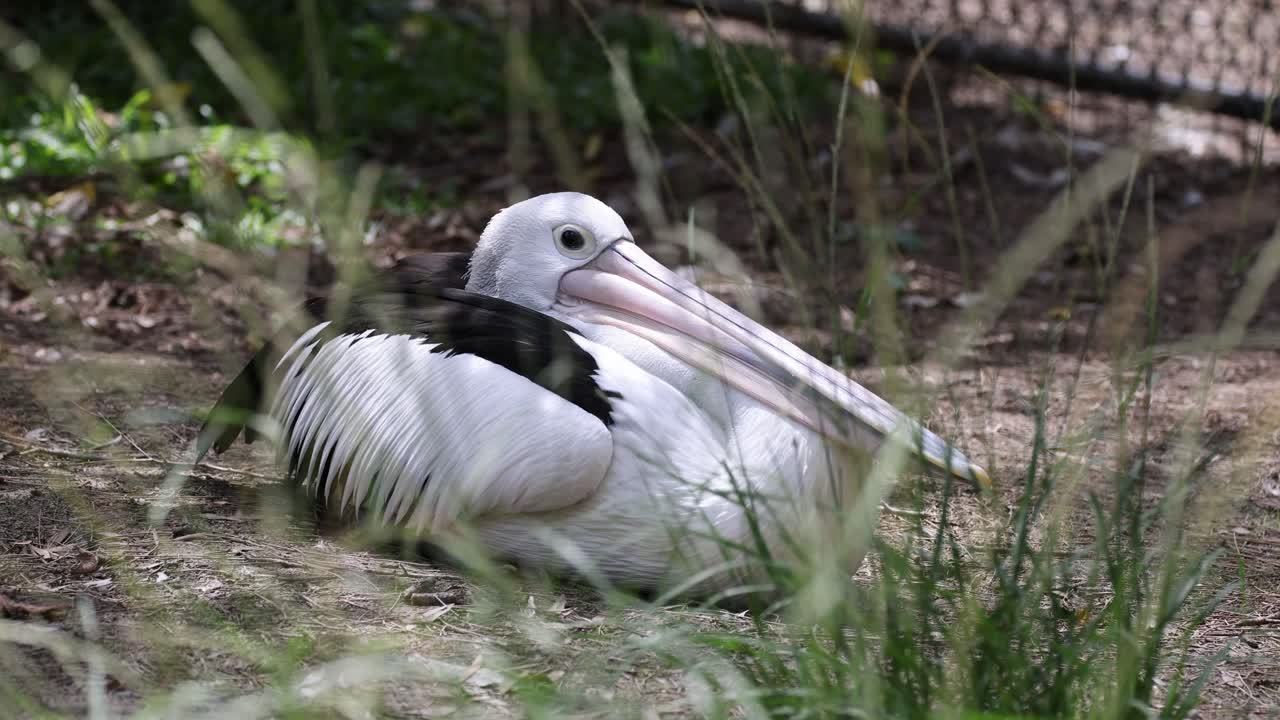 el pelícano se relaja entre la hierba, ocasionalmente se limpia