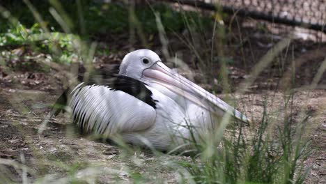 pelican relaxes among grass, occasionally preening