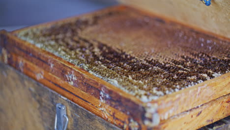 Close-Up-of-Frames-with-Honeycombs