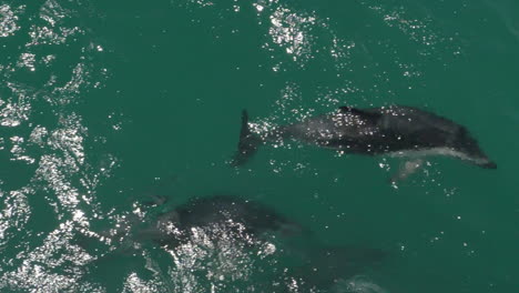 Manada-De-Delfines-Oscuros-Nada-Bajo-La-Superficie-En-Cámara-Lenta---Kaikoura,-Nueva-Zelanda