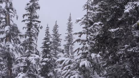 4K-Aufnahmen-Von-Dichtem-Schneefall-Im-Winter-Auf-Waldbäumen