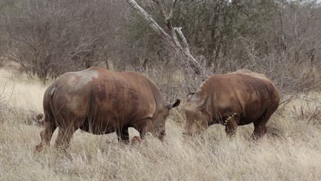 a young white rhino bull chasing another bull before the one turns around to engage in a little fight and dominance display, greater kruger