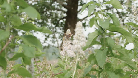 Schmetterling-Auf-Einer-Blume,-Der-Mit-Den-Flügeln-Schlägt