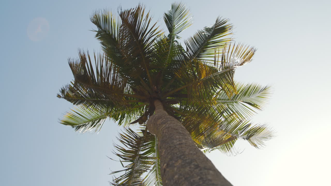 tomada en órbita de bajo ángulo de una palmera tropical que se balancea graciosamente en el viento con el cielo azul de fondo