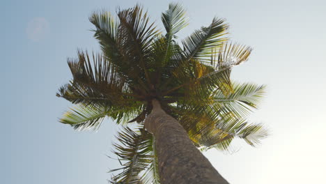 orbiting low-angle shot of tropical palm tree gracefully swaying in the wind with blue sky in background